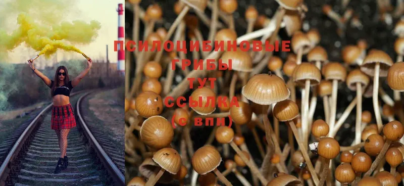 Галлюциногенные грибы MAGIC MUSHROOMS  купить наркотик  kraken зеркало  Вышний Волочёк 